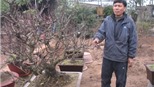 Hiếm đào vì rét, người Hà Nội chơi mai